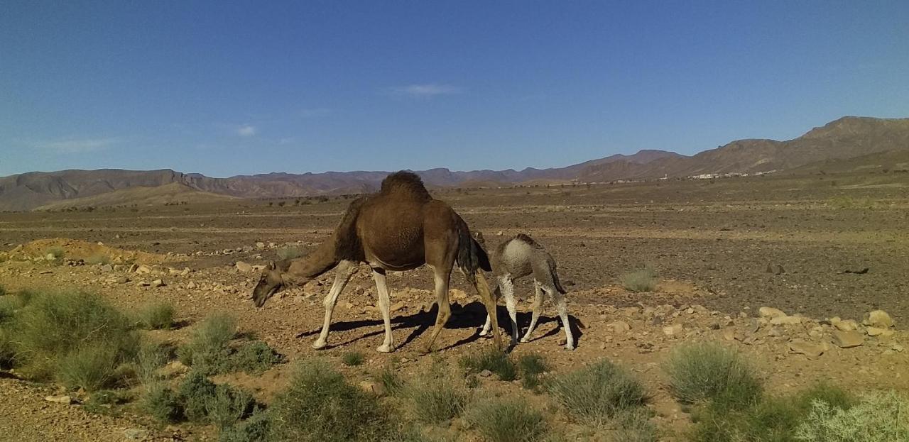 Maison Bedouin Merzouga Otel Dış mekan fotoğraf